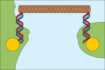 DNA/nanotube bridge